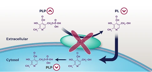 Diagram showing neurotransmitter synthesis and intracellular PLP uptake